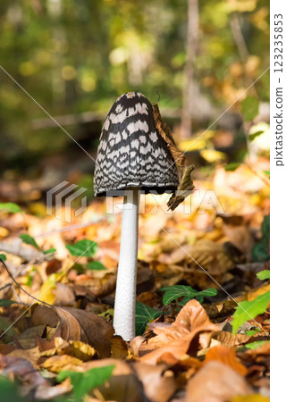 Close up of ink mushroom, shaggy ink cap. Vertical orientation. Close up of ink mushroom, shaggy ink cap. Vertical orientation. 123235853