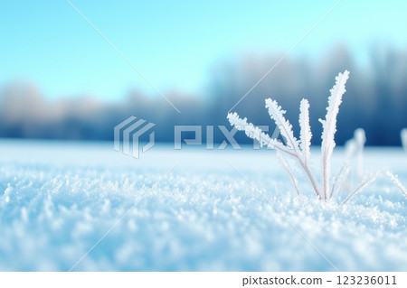 Frosty winter background with twigs covered with frost on a foreground Frosty winter background with twigs covered with frost on a foreground 123236011