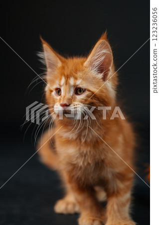 orange maine coon kitten on black background. young purebred maine coon cat dark golden color 123236056