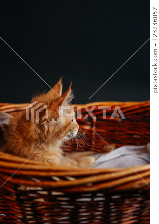 orange maine coon kitten in wooden basket. young purebred maine coon cat dark golden color on black 123236057