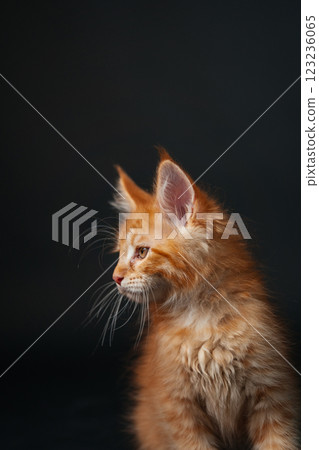 orange maine coon kitten on black background. young purebred maine coon cat dark golden color orange maine coon kitten on black background. young purebred maine coon cat dark golden color 123236065