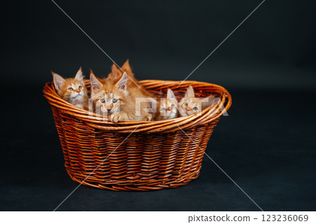 orange maine coon kitten in wooden basket. young purebred maine coon cat dark golden color on black 123236069