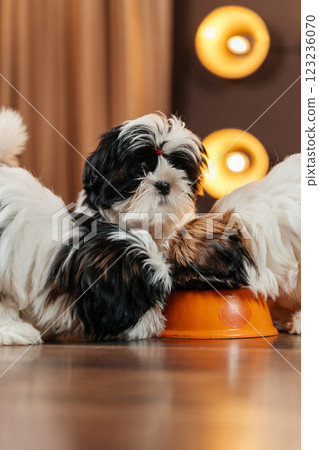 shih tzu puppy against the background of lanterns. puppy of a purebred dog in a room with spotlight 123236070