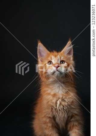 orange maine coon kitten on black background. young purebred maine coon cat dark golden color orange maine coon kitten on black background. young purebred maine coon cat dark golden color 123236071
