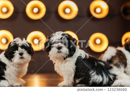 shih tzu puppy against the background of lanterns. puppy of a purebred dog in a room with spotlight shih tzu puppy against the background of lanterns. puppy of a purebred dog in a room with spotlight 123236080