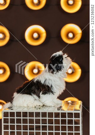 shih tzu puppy against the background of lanterns. puppy of a purebred dog in a room with spotlight shih tzu puppy against the background of lanterns. puppy of a purebred dog in a room with spotlight 123236082