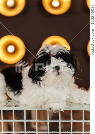 shih tzu puppy against the background of lanterns. puppy of a purebred dog in a room with spotlight 123236088