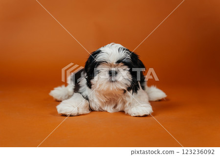 little shih tzu puppy on orange background. young purebred dog puppy on color background 123236092