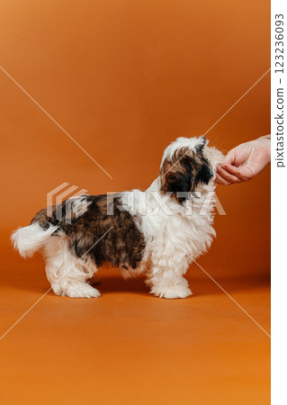 little shih tzu puppy on orange background. young purebred dog puppy on color background 123236093