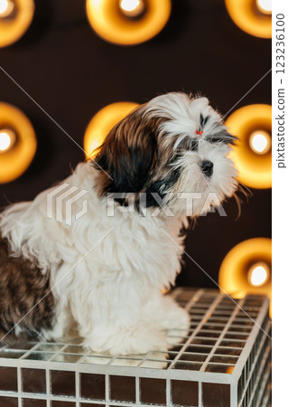 shih tzu puppy against the background of lanterns. puppy of a purebred dog in a room with spotlight 123236100