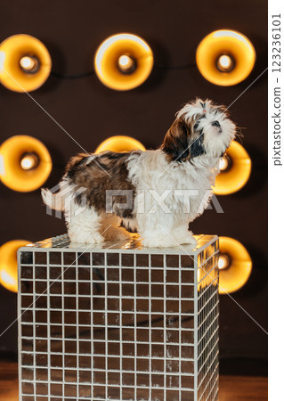 shih tzu puppy against the background of lanterns. puppy of a purebred dog in a room with spotlight 123236101