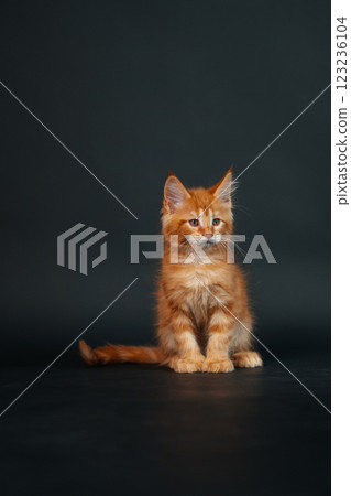 orange maine coon kitten on black background. young purebred maine coon cat dark golden color orange maine coon kitten on black background. young purebred maine coon cat dark golden color 123236104