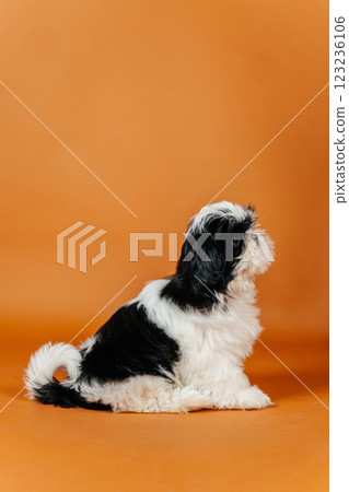 little shih tzu puppy on orange background. young purebred dog puppy on color background little shih tzu puppy on orange background. young purebred dog puppy on color background 123236106