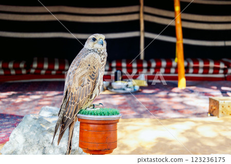 Arabian falcon bird sits on perch in courtyard of residential building, Dubai, UAE. High quality photo 123236175