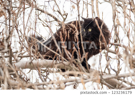 A cat climbs a tree branch. A pet, an animal, a black cat outside. A cat climbs a tree branch. A pet, an animal, a black cat outside. 123236179