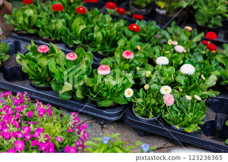 Close-up detail fresh green pink bellis daisy flower in basket flowerpot on sale rack in floral shop store. Seasonal easter spring garden plant supermarket. Gardening landscaping design concept Close-up detail fresh green pink bellis daisy flower in basket flowerpot on sale rack in floral shop store. Seasonal easter spring garden plant supermarket. Gardening landscaping design concept 123236365