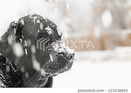 Black Labrador Retriever dog in snowy weather. Dog in winter. Black Labrador Retriever dog in snowy weather. Dog in winter. 123236693