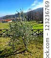 young olive tree in the mountains 123236769
