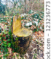 a stump in the form of a bench in the forest 123236773