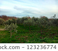 young olive grove in early spring 123236774