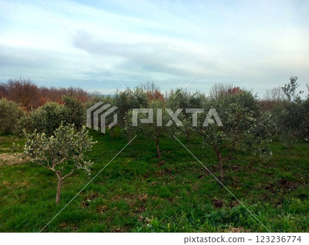 young olive grove in early spring young olive grove in early spring 123236774
