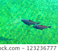 decorative carp in a pond 123236777