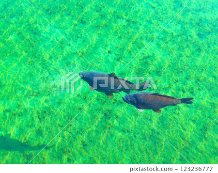 decorative carp in a pond decorative carp in a pond 123236777