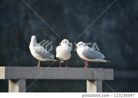 Black-headed gulls migrating to the moat of Nagoya Castle Black-headed gulls migrating to the moat of Nagoya Castle 123236847