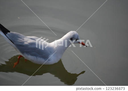 Black-headed gulls migrating to the moat of Nagoya Castle 123236873