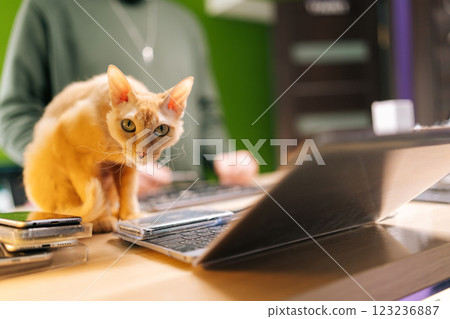 Curious ginger cat perching amid electronic repair tools, unrecognizable technician cleaning disassembled laptop computer in dark workshop. Concept of comfortable workplace. 123236887