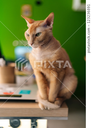 Vertical portrait of calm ginger Oriental cat sitting and posing on green wall, vibrant color emphasizing striking fur tone and mesmerizing feline expression. Concept of comfort from pets. 123236891
