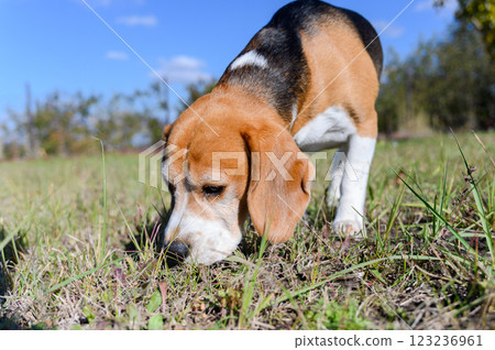 A tricolor beagle with white, brown, and black fur sniffs the grass. 123236961