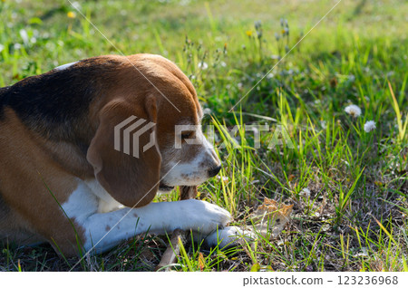 A tricolor beagle with white, brown, and black fur lies on the grass, chewing a stick. 123236968
