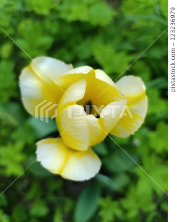 Elegant Yellow Flower Blooming Amidst Lush Green Foliage Elegant Yellow Flower Blooming Amidst Lush Green Foliage 123236979