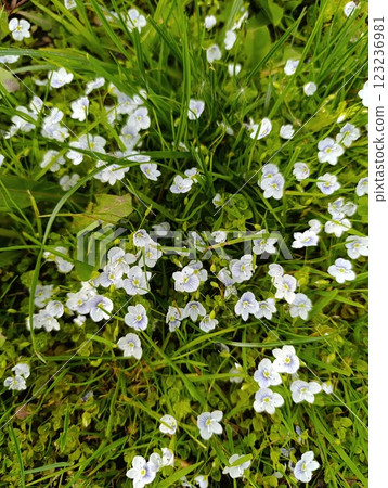 White Flowers in a Lush Green Meadow 123236981