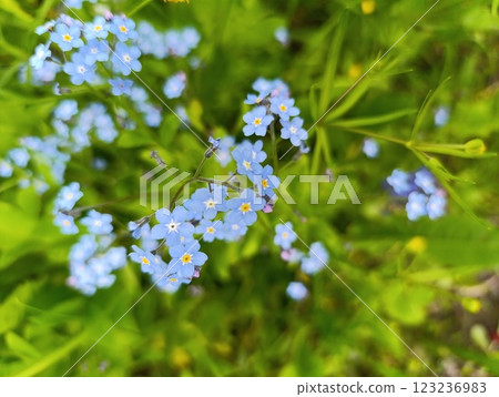 Blue Forget-Me-Nots in a Lush Green Garden 123236983
