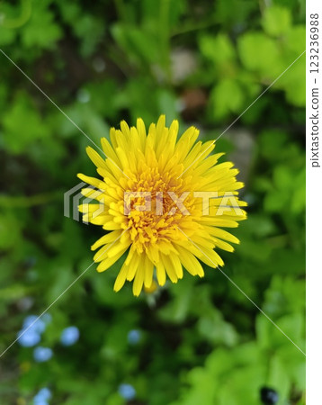 Bright Yellow Dandelion Flower in a Lush Green Garden Bright Yellow Dandelion Flower in a Lush Green Garden 123236988