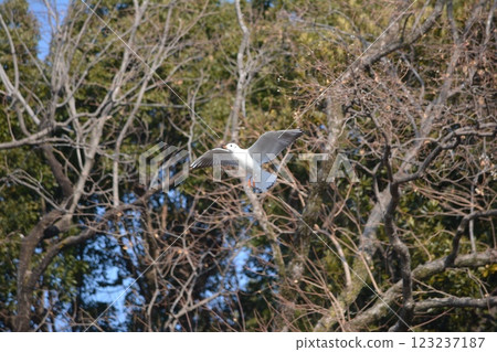 Black-headed gulls migrating to the moat of Nagoya Castle Black-headed gulls migrating to the moat of Nagoya Castle 123237187