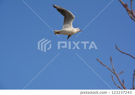 Black-headed gulls migrating to the moat of Nagoya Castle 123237243