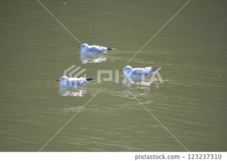 Black-headed gulls migrating to the moat of Nagoya Castle 123237310