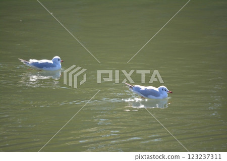 Black-headed gulls migrating to the moat of Nagoya Castle 123237311