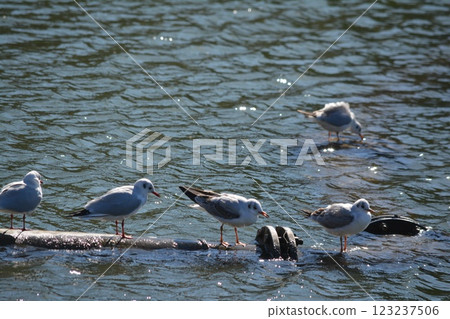 Black-headed gulls migrating to the moat of Nagoya Castle Black-headed gulls migrating to the moat of Nagoya Castle 123237506