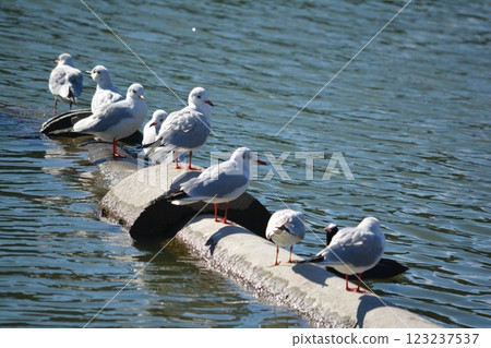 Black-headed gulls migrating to the moat of Nagoya Castle 123237537
