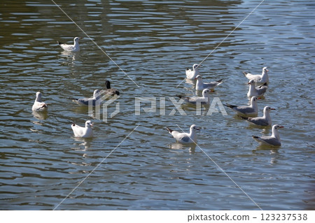 Black-headed gulls migrating to the moat of Nagoya Castle 123237538