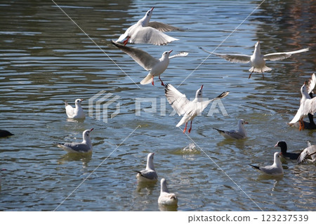 Black-headed gulls migrating to the moat of Nagoya Castle 123237539