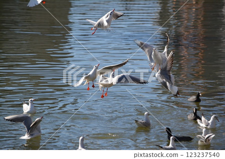 紅嘴鷗遷移至名古屋城護城河 紅嘴鷗遷移至名古屋城護城河 123237540