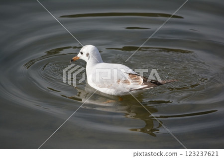 紅嘴鷗遷移至名古屋城護城河 123237621
