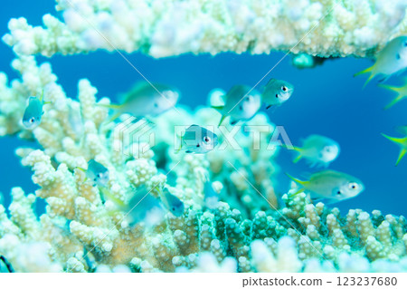 Juvenile yellow spotted damselfish, Ogasawara, Tokyo 123237680