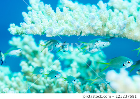 Juvenile yellow spotted damselfish, Ogasawara, Tokyo 123237681