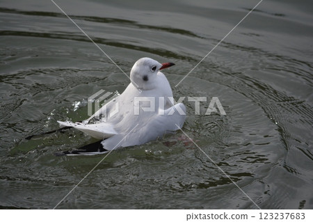Black-headed gulls migrating to the moat of Nagoya Castle Black-headed gulls migrating to the moat of Nagoya Castle 123237683